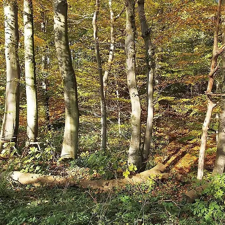 Sjolund *
